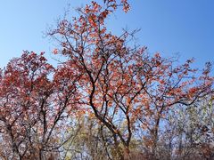 -北京西山国家森林公园