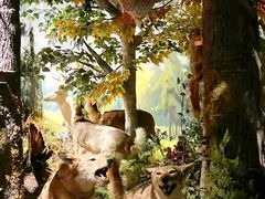 -陕西自然博物馆