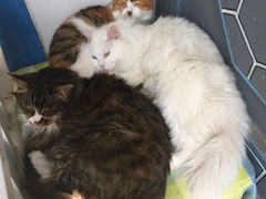 Anne猫窝咖啡屋-Anne猫窝咖啡屋