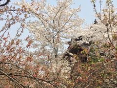 -西安青龙寺遗址景区