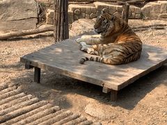 -大连森林动物园