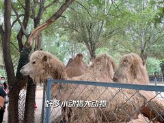 -长白岛森林公园