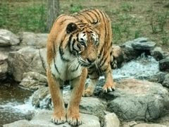 -北京野生动物园