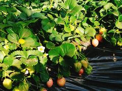 -大自然农场蔬菜草莓采摘园