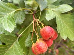 -中关村生命科学园