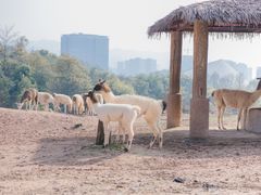 -杭州野生动物世界