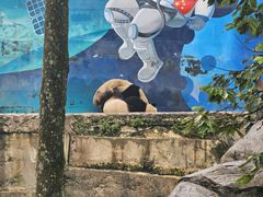 -中国大熊猫保护研究中心雅安碧峰峡基地