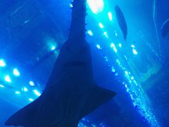 -迪拜水族馆及水下动物园