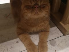 -飞行喵MR PILOT|猫舍·猫咖(静安大融城店)