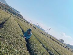 -雪绿茶博物馆