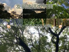 -深圳仙湖植物园