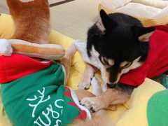 -逗柴咖啡屋·狗咖猫咖宠物桌游