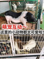 -小蜜蜂农场(凯德七宝购物广场店)
