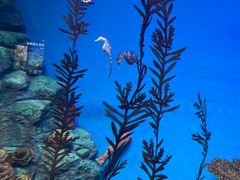 -上海海洋水族馆