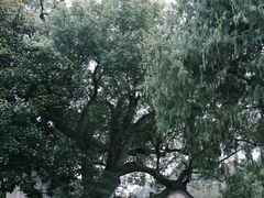 -新安江山水画廊风景区
