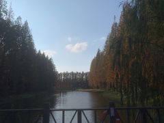 -黄海国家森林公园