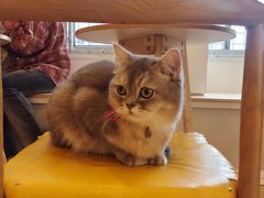 -Let's go狗咖·猫咖·奶狗·桌游(春熙路IFS店)