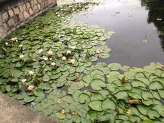 iphone_upload_pic-上海鲜花港