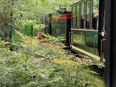 -合肥滨湖国家森林公园