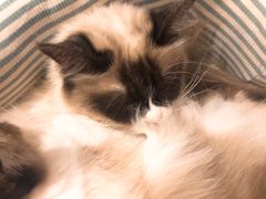 -猫色咖啡·猫咖