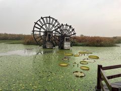 -宁波杭州湾国家湿地公园