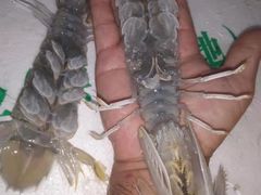 -阳江餐厅·30年老字号·粤菜海鲜大排档