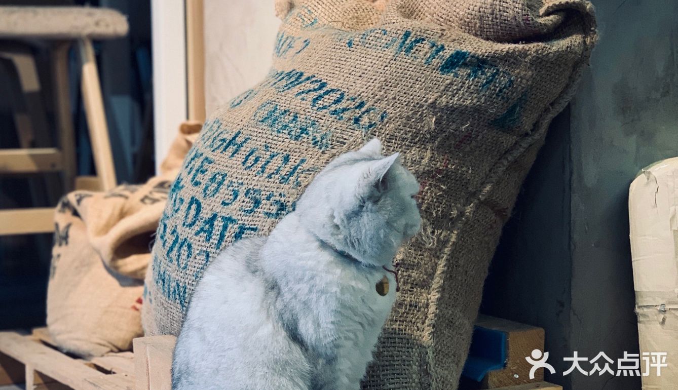 在这喝上一杯手冲，观察观察🐱们，午后时光舒服的紧[得意]