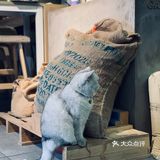 在这喝上一杯手冲，观察观察🐱们，午后时光舒服的紧[得意]