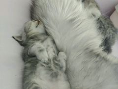 -喵的天空名猫咖啡馆·撸猫·猫舍·用品