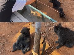 -泉州海丝野生动物世界