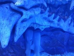 -哈尔滨波塞冬海底世界
