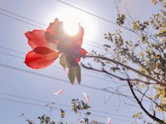 -小洲村