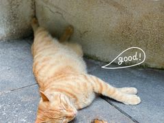 -鹅岭公园瞰胜楼