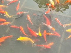 -曹州牡丹园