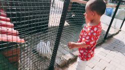 -上美四季动物农场