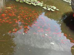 -王顺山国家森林公园