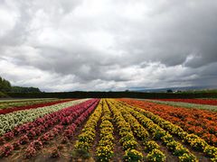 -富田农场