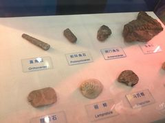 -吉林省自然博物馆