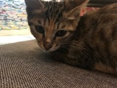 -猫的天空之城概念书店(丽江古城饮玉巷店)