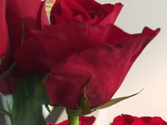-ROSEONLY诺誓(广州K11店)