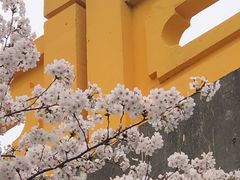 -高东镇樱花园