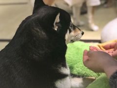 -逗柴咖啡屋·狗咖猫咖宠物桌游