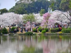 -樱花山风景区