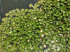 -众品老方子锅贴甜沫(李村店)