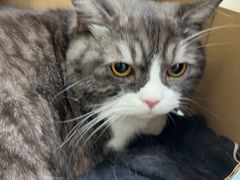 -瑞鹏宠物医院·夜间急症·心超·猫科(祖庙分店)