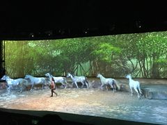 -cavalia·舞马
