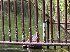-海南热带野生动植物园