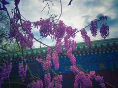 -北京国子监胡同