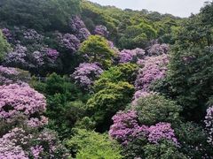 -梧桐山风景名胜区
