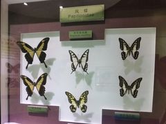 -上海昆虫博物馆